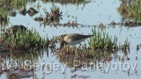 Video of Temminck's Stint - Temminck's Stint on the coast line of the lake